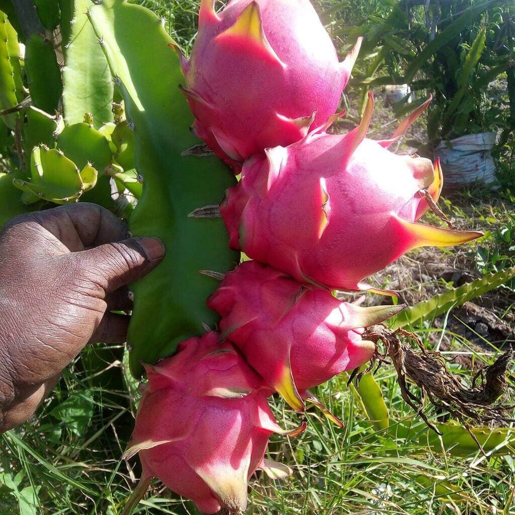 The Kenyan farmers pioneering dragon fruit farming—the Sh1000/kg fruit