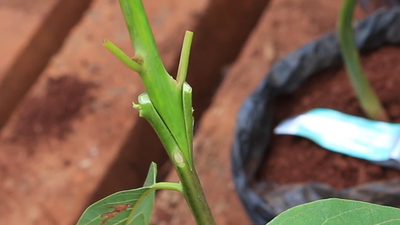 Farmers count on grafting for more yields and incomes