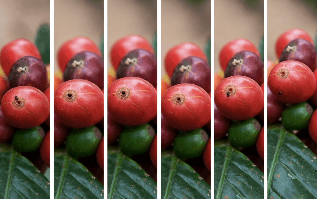 Embu coffee farmer 4X spraying costs in battle against berry borer