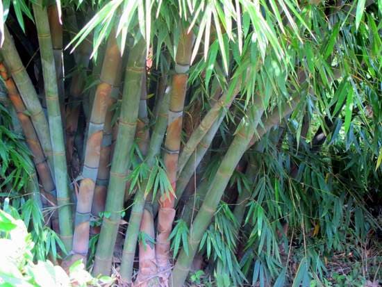 Bamboo farmers win contract to power Bidco furnaces