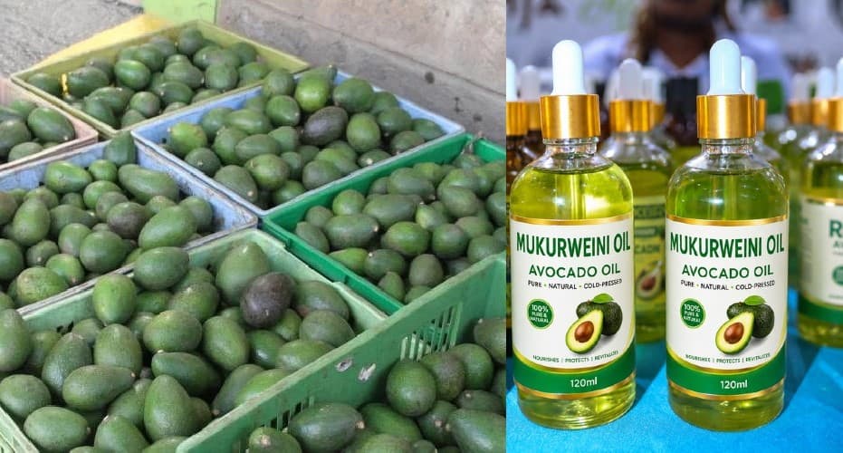 Nyeri farmer turns rejected avocado into oil selling at Sh800 a bottle