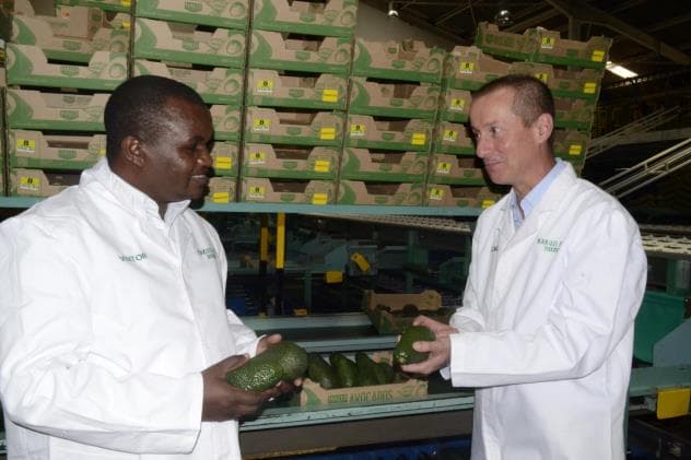 Chinese traders plan on increasing Kenyan avocado imports
