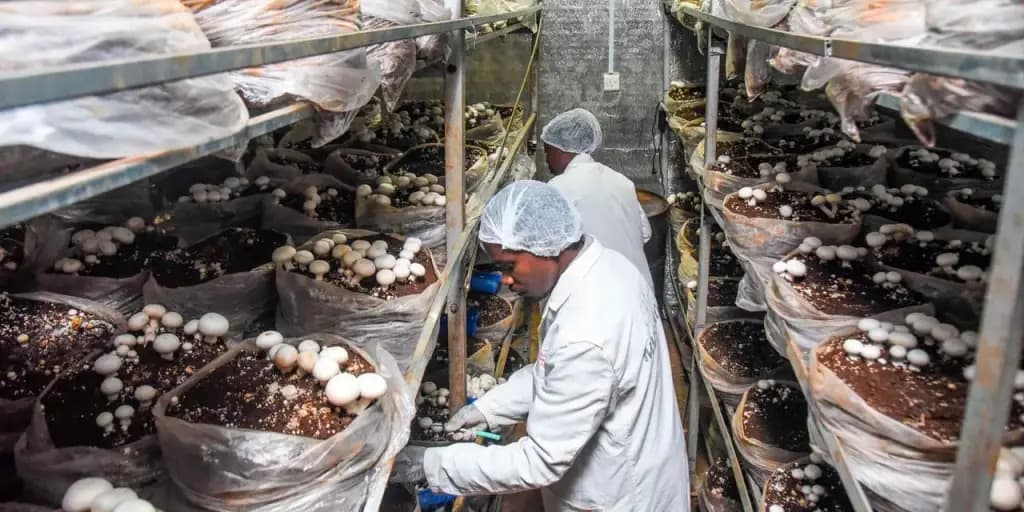 Farmer finds success in mushroom farming after failed chicken, vegetable businesses