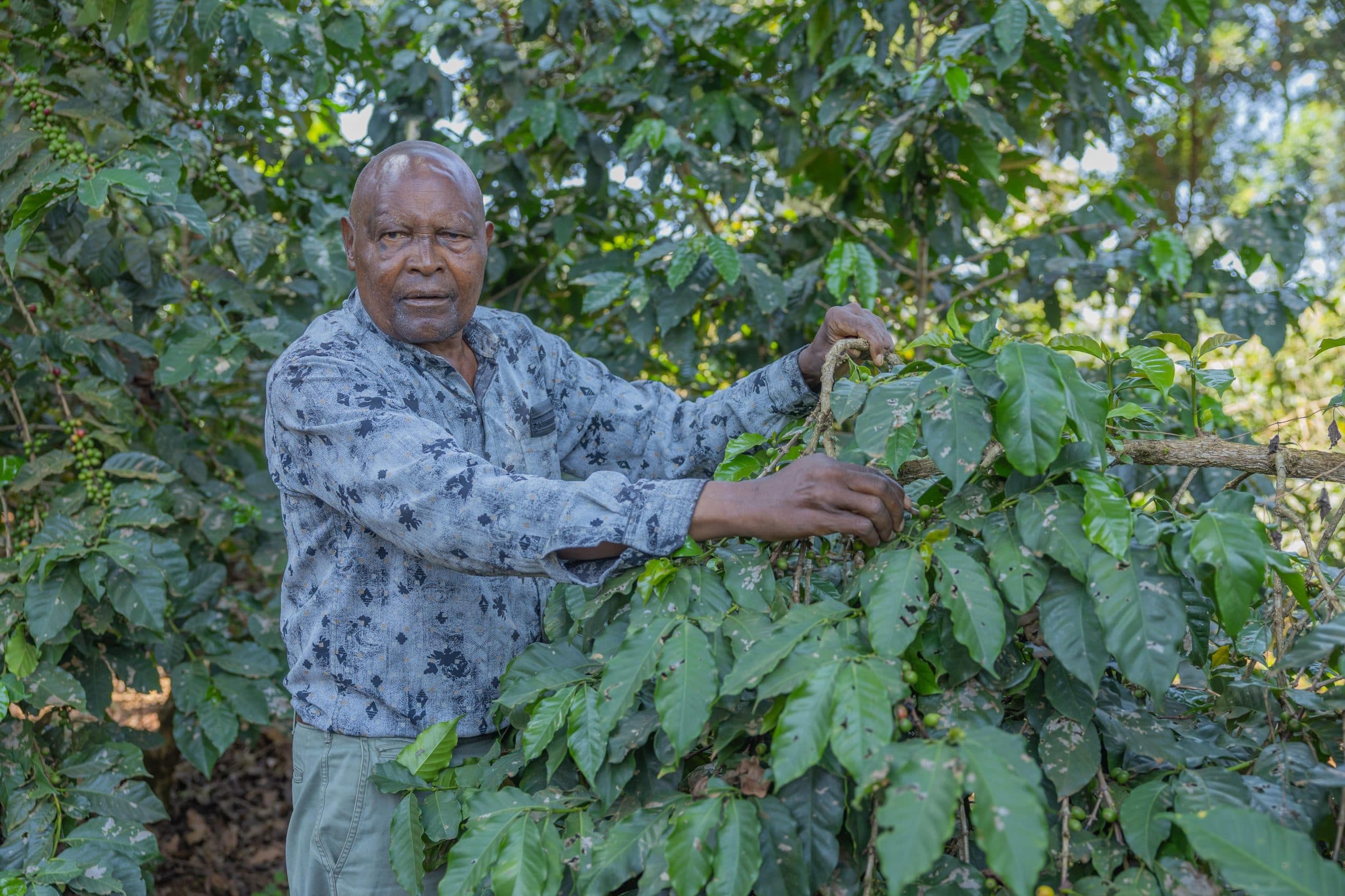 Kirinyaga coffee farmers reap record payouts
