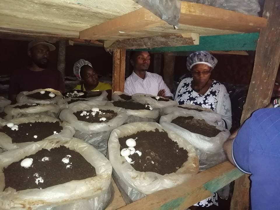 Where to find mushroom buyers in Kenya as demand soars