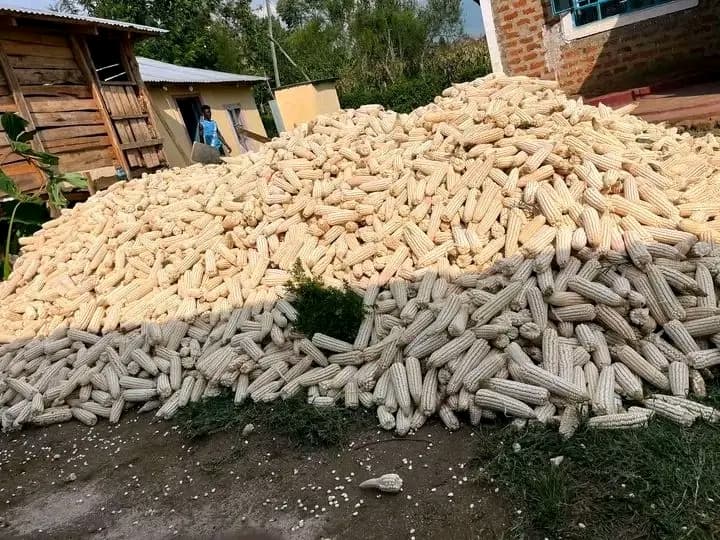 Tinderet farmers face poor maize harvest due to drought