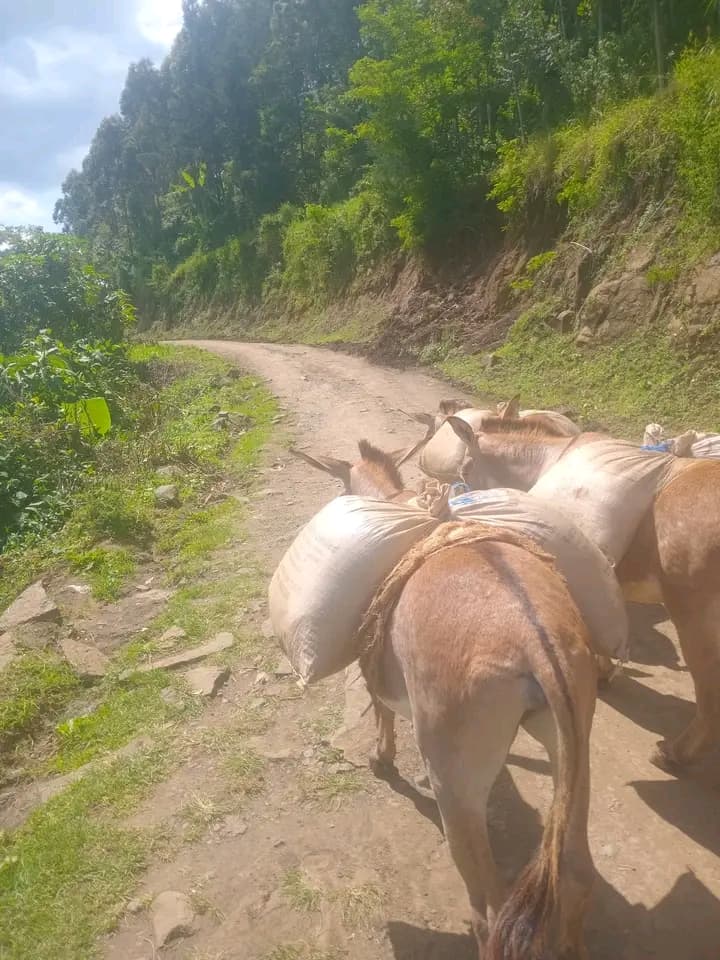 Donkey transport comes in handy for Nandi residents