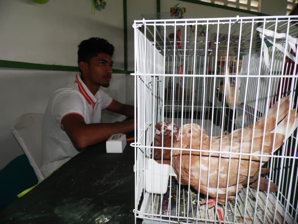 A pair earns exotic birds fan over Sh30,000