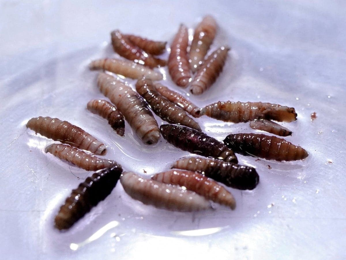 Canada bans Texas cattle over flesh-eating screwworm outbreak in US