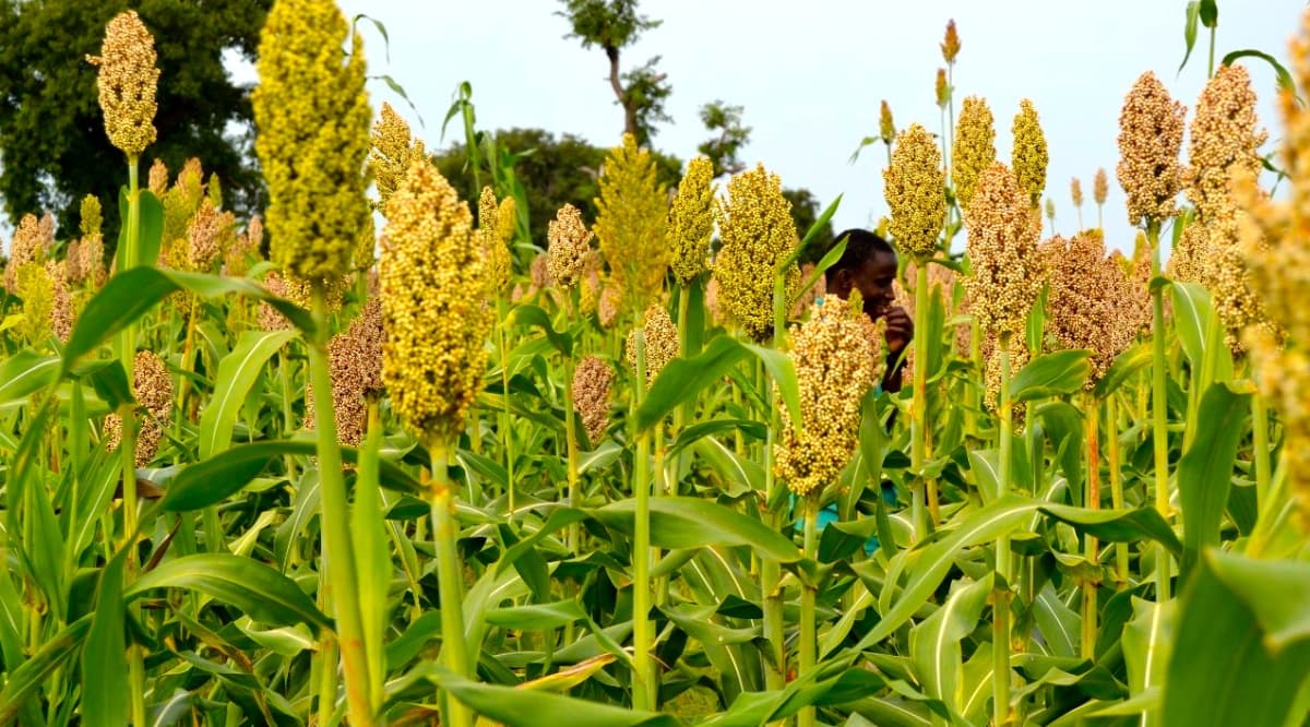 Maize like, poison free sorghum rekindles cultivation