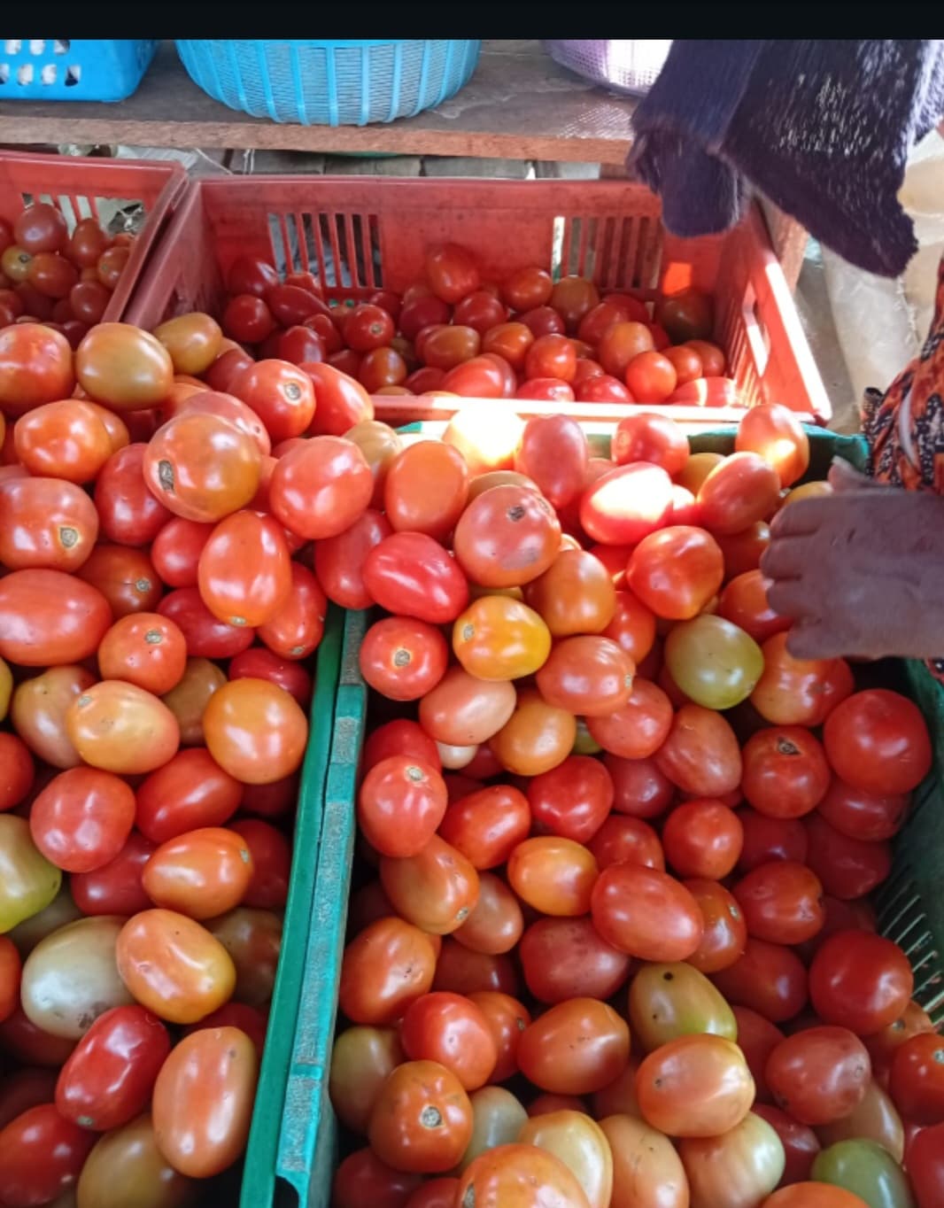 Tomato shortage in Meru sends prices soaring