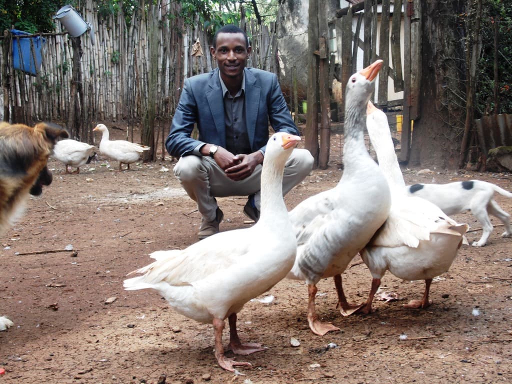 The administrator turning his goose hobby into farming venture