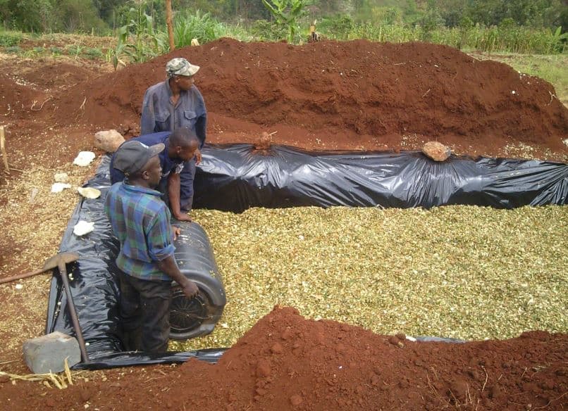 Drought tolerant yellow maize which can yield eight tonnes per acre best for silage making