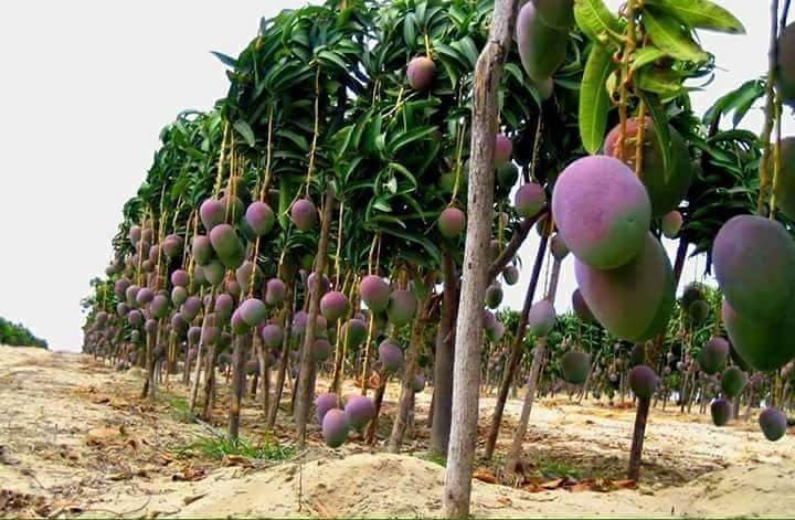 Fresh fruits exporters in need of apple mangoes ahead of high season