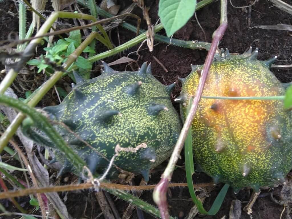Kirinyaga farmer turns low-grade eighth acre into Sh190,000 thorned melon money spinner