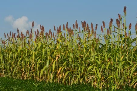 Researchers target beer companies with sweet sorghum