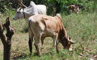As a cow eateth: African livestock emit half of global greenhouse gases due to poor feeding