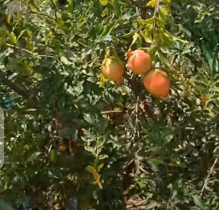Orchard restores pomegranate fruit and seedlings after leaf-footed bug invasion