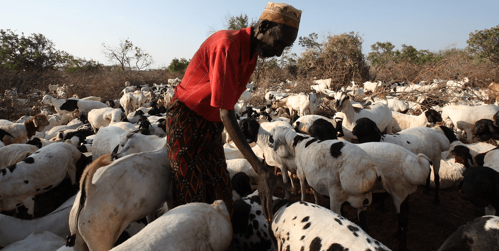 KCB, USAID Sh100M fund to finance Kenya’s arid livestock farmers