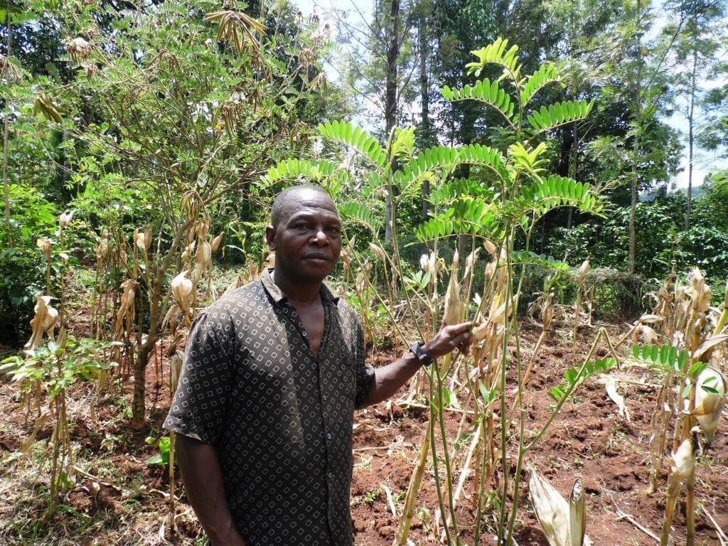 Plant extracts show positive results in containing fall armyworm