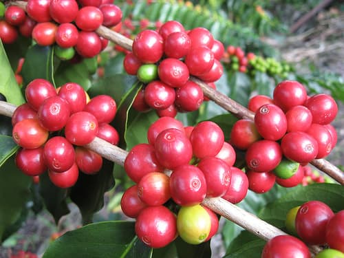 First direct coffee payments made to farmers, but cherry fund expansion remains on hold