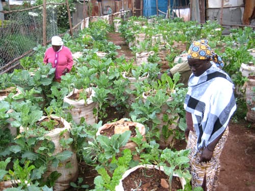 City families fight biting food shortage with urban gardens