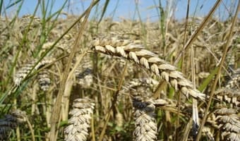 Duma and Ngamia Wheat Varieties thrive in the dry areas of Kenya