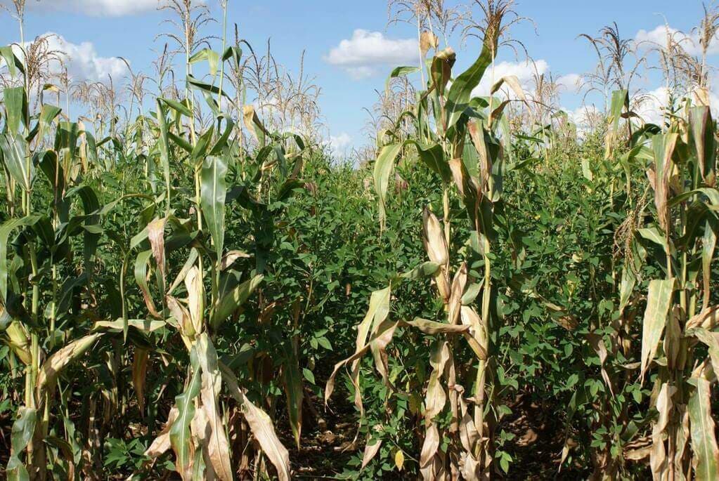 Hot-selling pigeon pea triples maize harvests