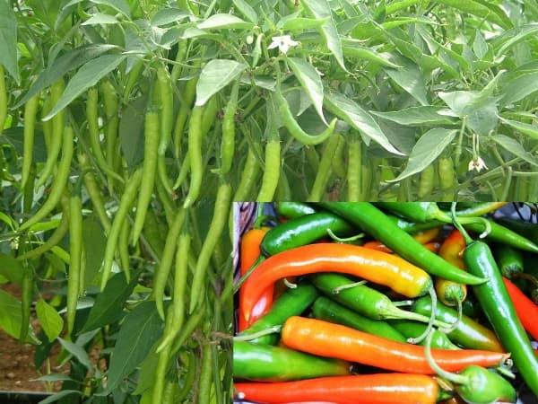 Nairobi exporter urgently buying fresh green chilli from farmers