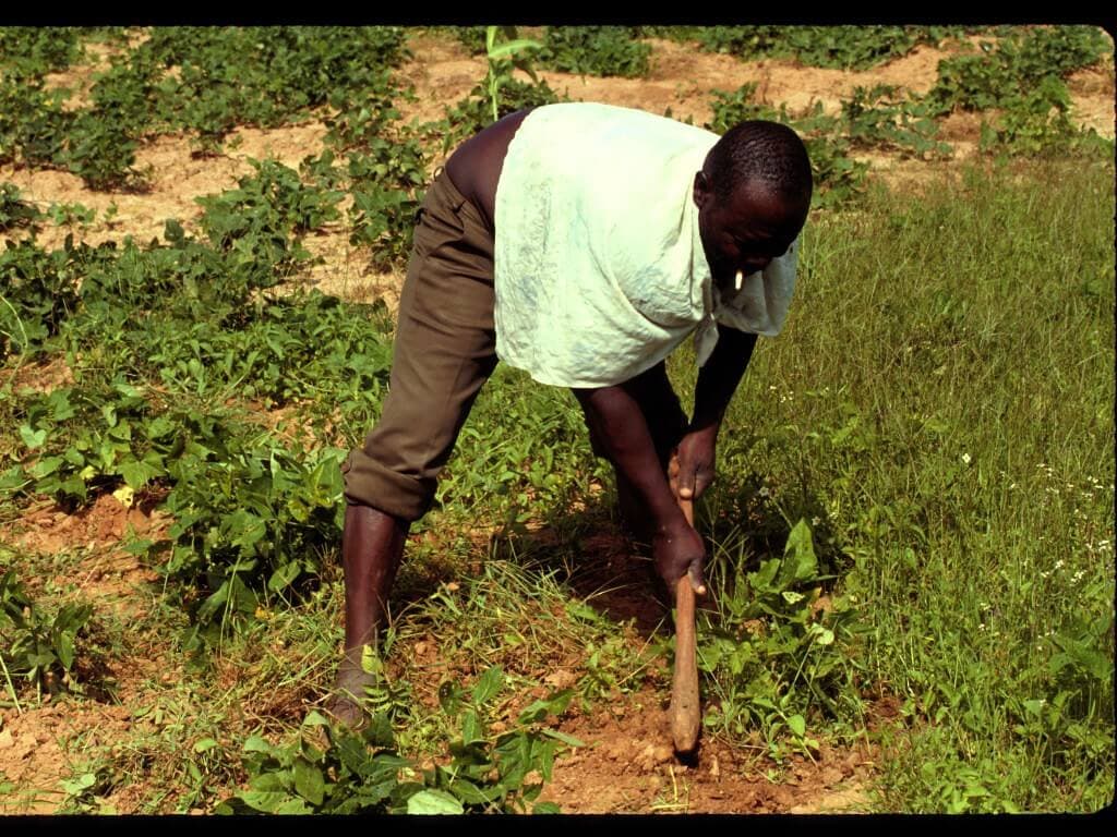 Weeds tell farmers the kind of soils they have and the best crops to grow