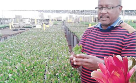 Kenyan flower sector remains steady despite high competition in export market from Ethiopia’s