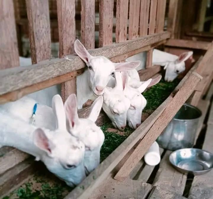 Juja goat milk farmer reports galloping demand growth