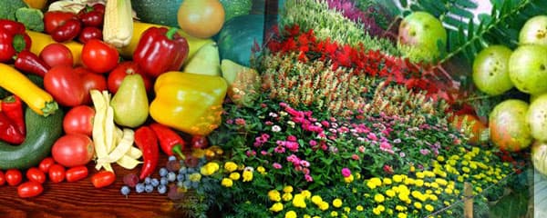 Crops to grow for Export to reap maximum returns