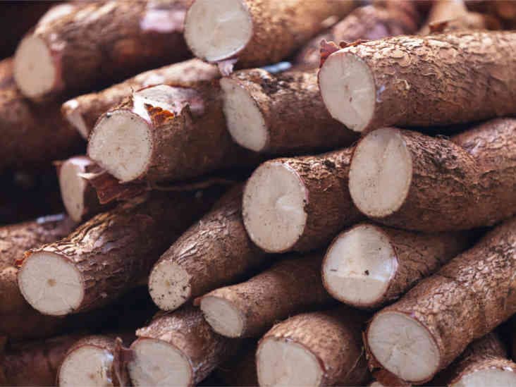 FarmBiz TV:Kalro creates fast-maturing, drought-tolerant cassava, doubling arid yields