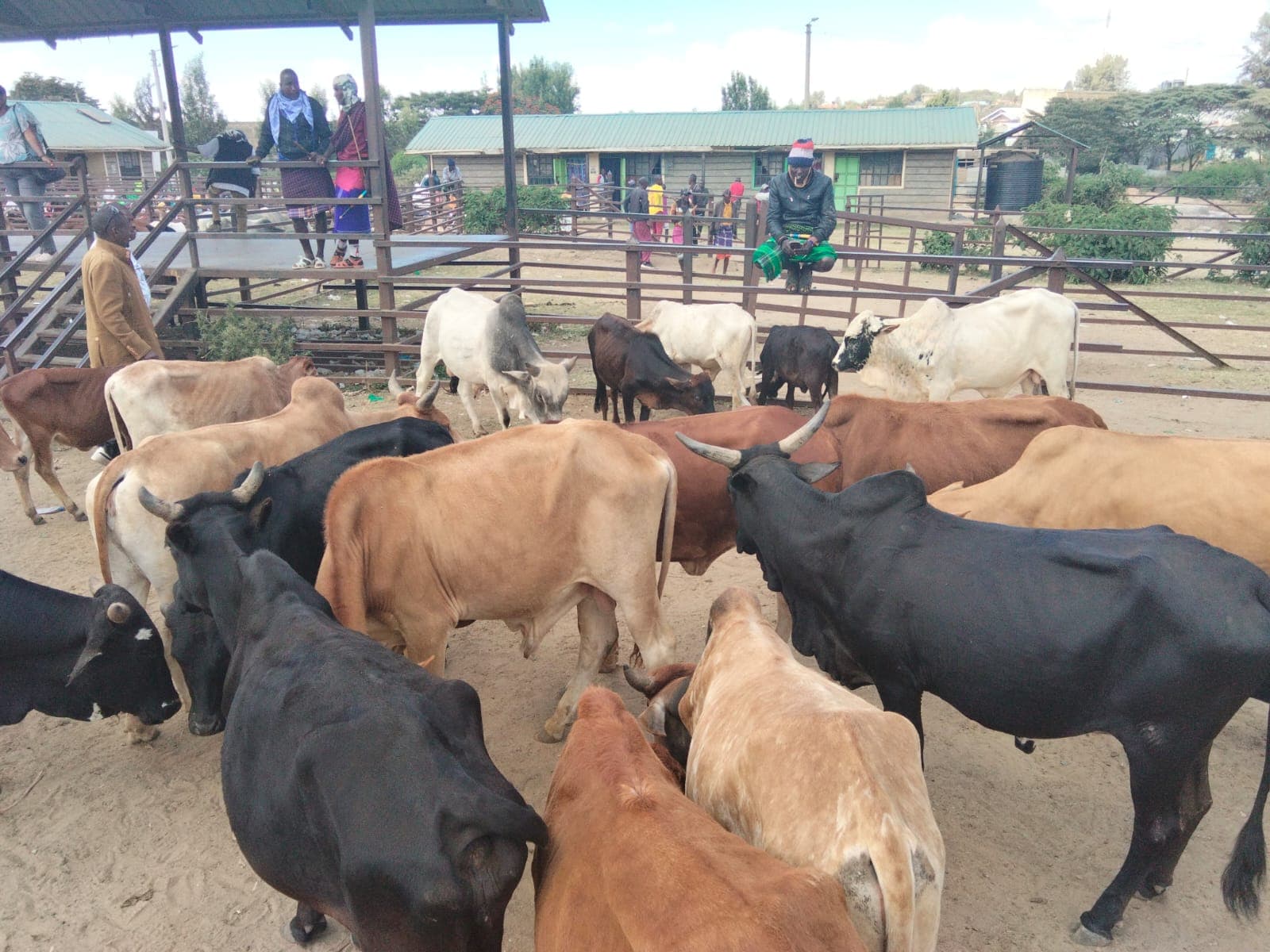Dry season upsets livestock prices in Maralal