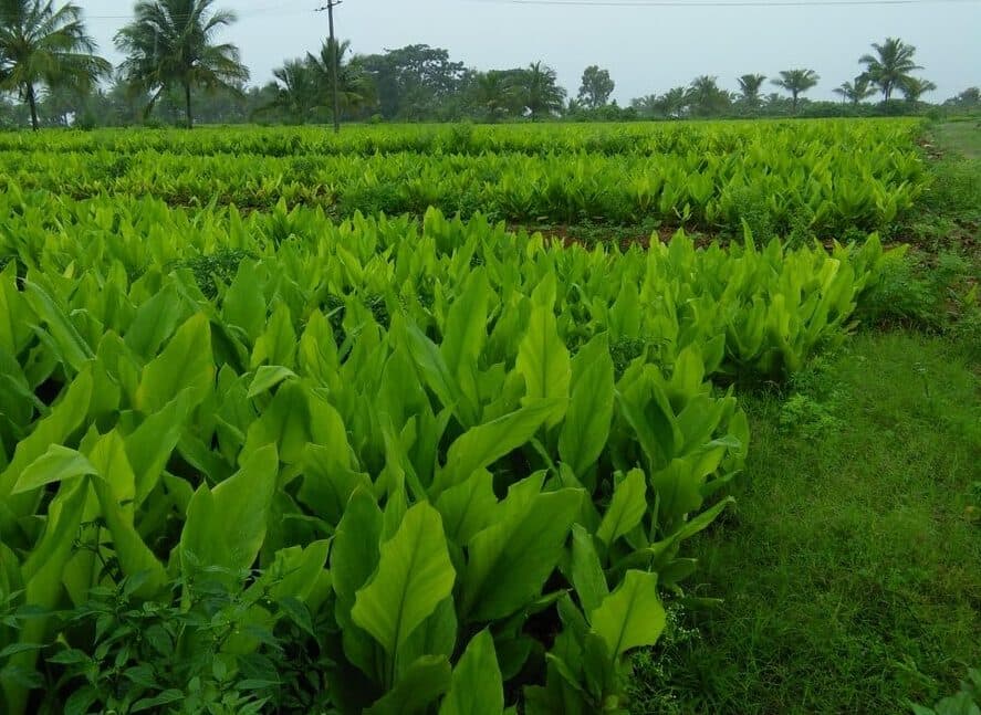 Turmeric processor recruiting 800,000 farmers to grow lucrative crop