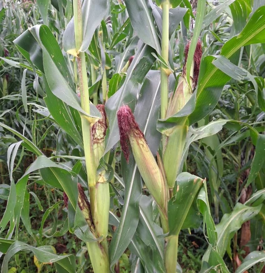 Throwing Out Scientists is Inviting Food Crisis