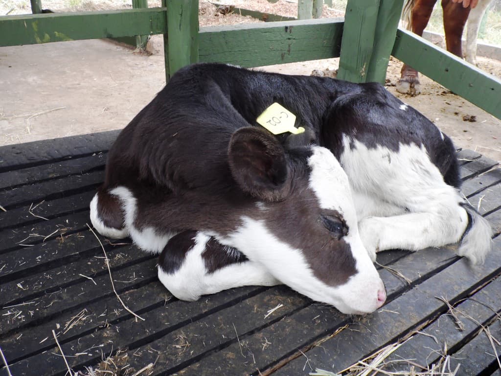 Why first 36 hours are critical for orphaned calf in dairy production