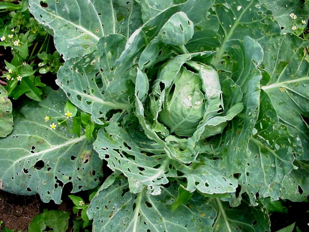 FACT SHEET: Controlling DiamondBack moth in vegetables