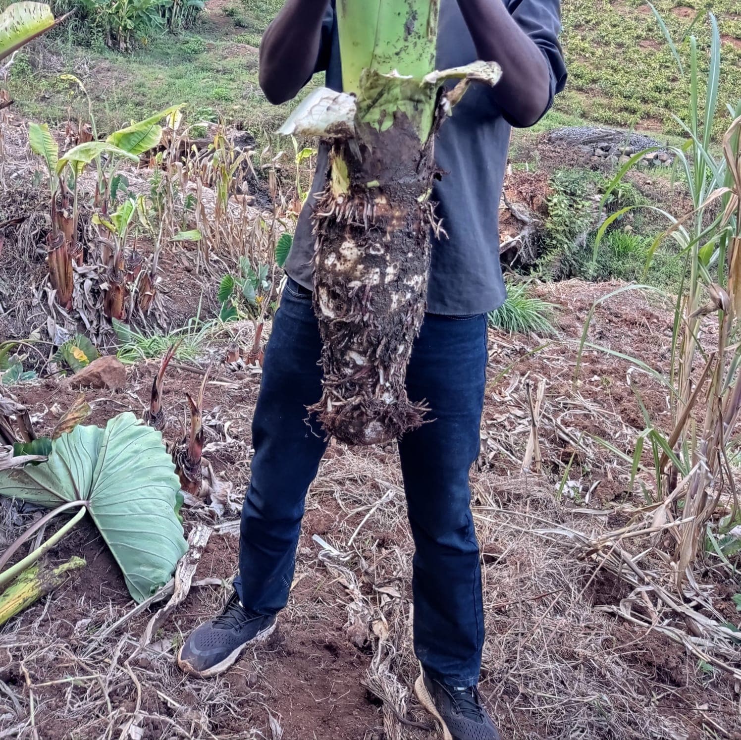 Meru farmer selling arrowroot online seeks more farmers to meet demand
