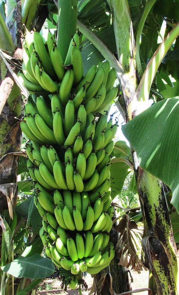 KALRO selling 45 Kg disease tolerant tissue culture banana
