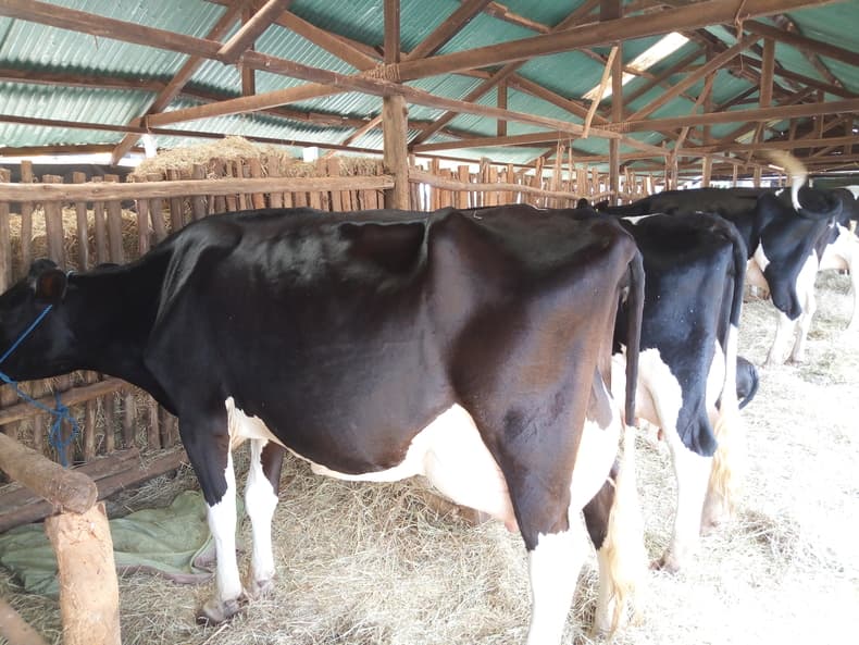 Urban dairy farmer defies all odds, builds a thriving venture in the city