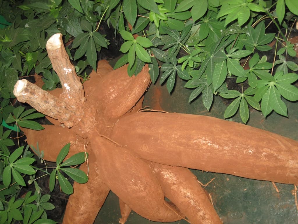 Market opens for small-scale cassava farmers in Machakos County