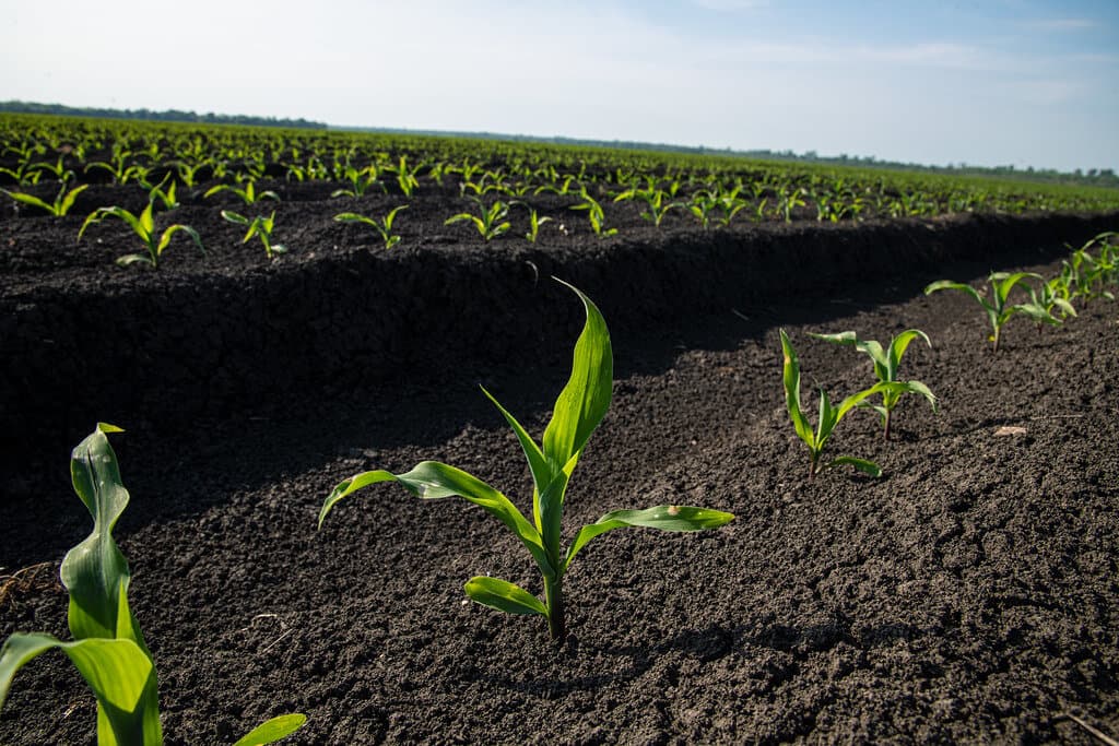 Kenya Met advises farmers to delay planting to early April