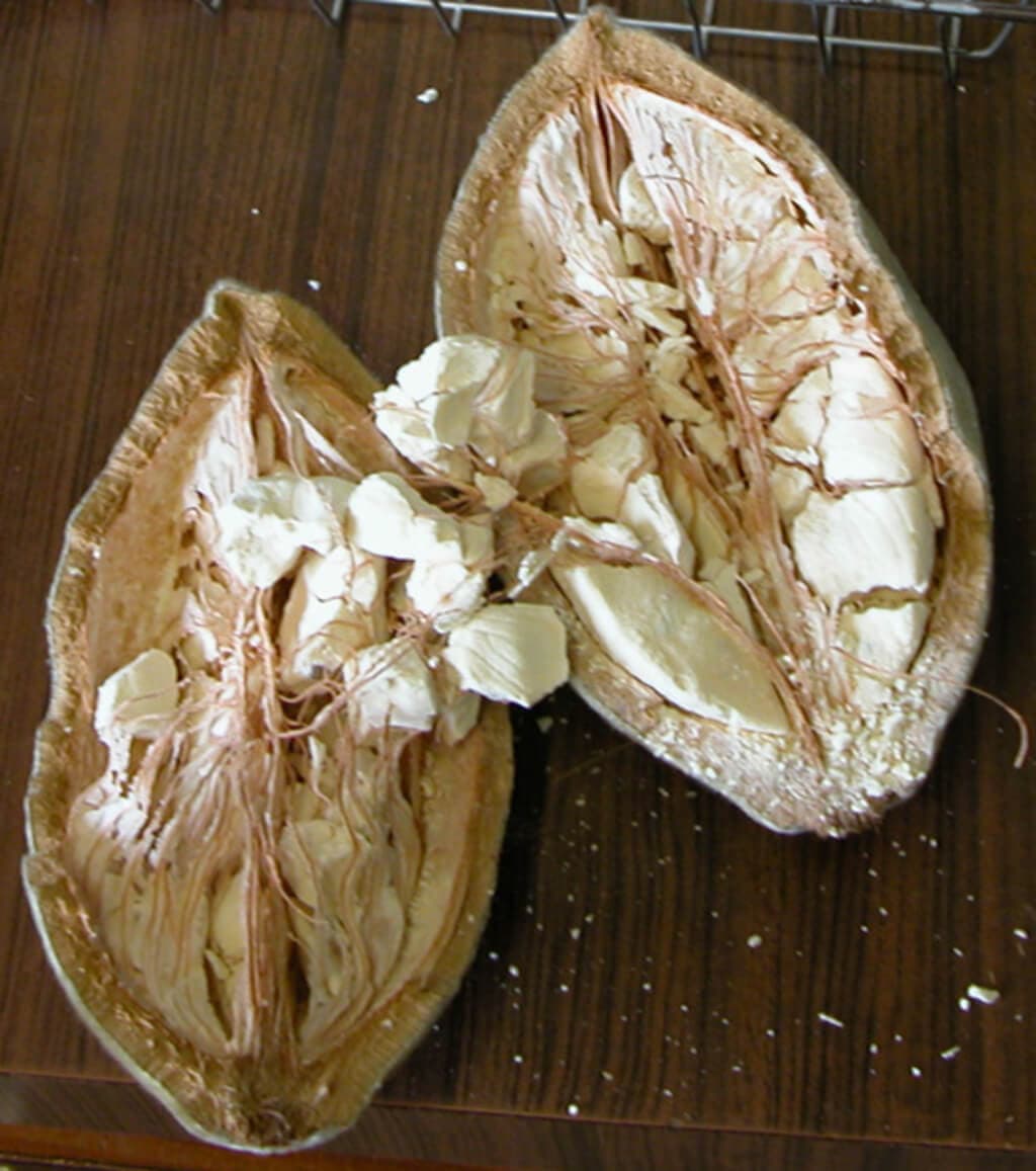 Kilifi farmers unlock mbuyu (baobab) tree potential through value addition