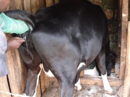 Tharaka Nithi County subsidises artificial insemination services to lower farmers’ cost of production