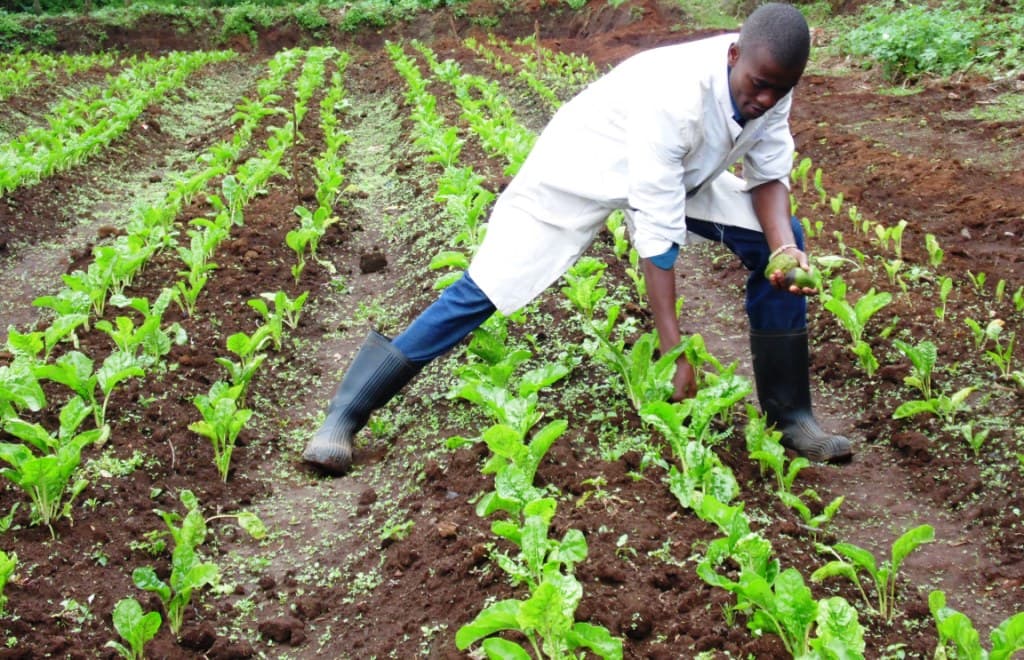 Spinach farmer earns more by avoiding middlemen