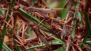Farmers hold off locusts with neem in hope of timely government spraying