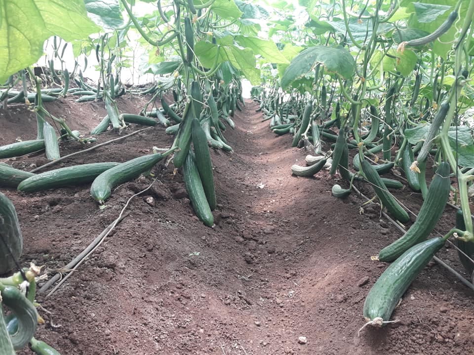 Market location helps Kiambu farmer manage the highly perishable cucumber