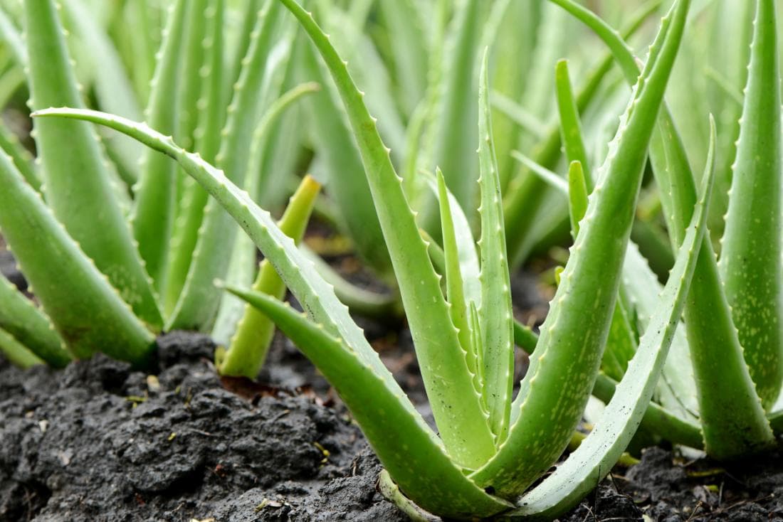 Farmers abandoning aloe on KWS raids and no legal supplies